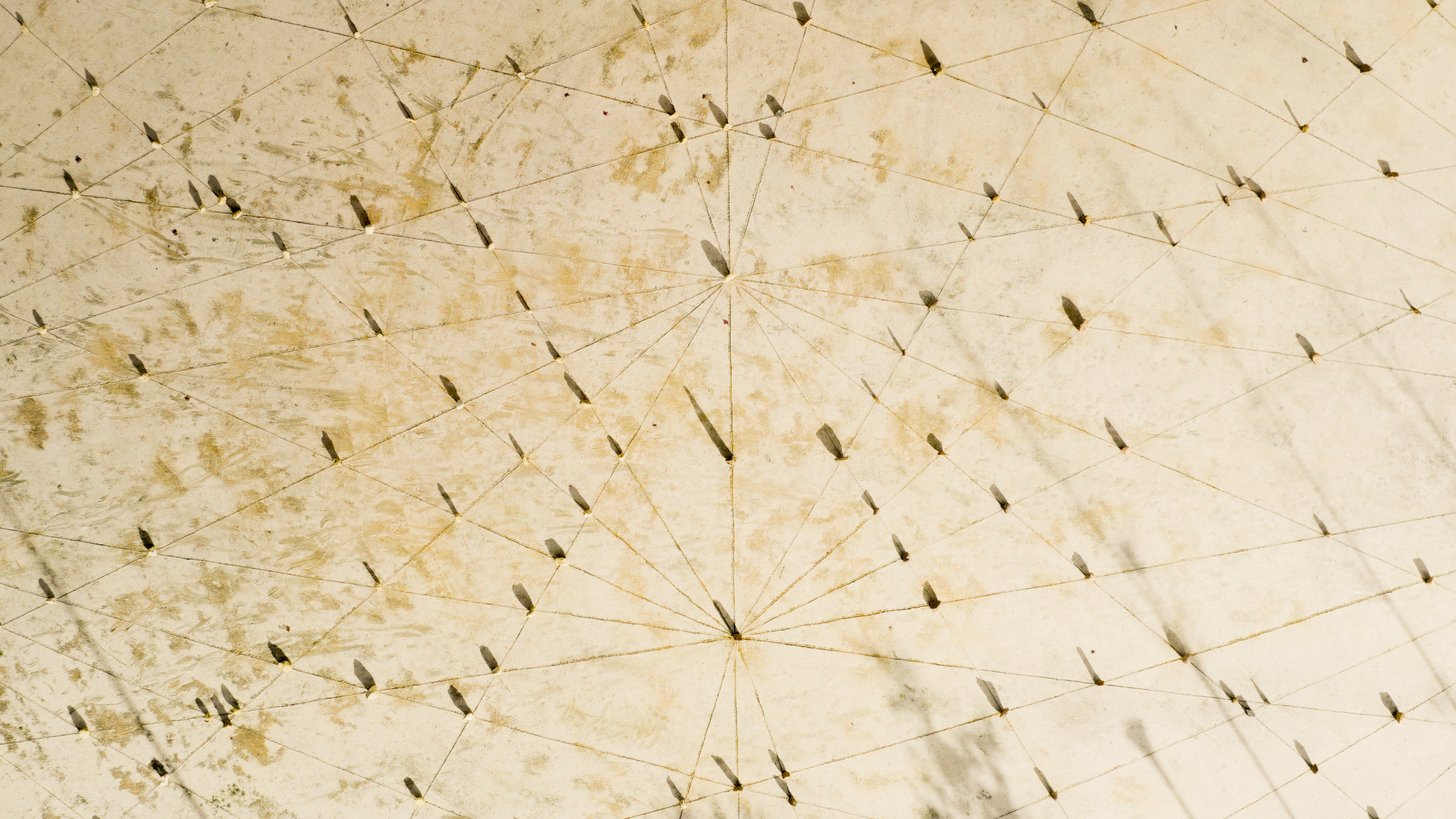 Ação de plantação de árvores, arbustos e plantas